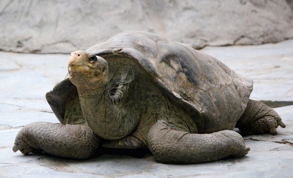 Silversea ruta 2 Galapagos